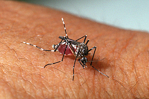 Sergipe tem SEIS municípios com alto índice de infestação pelo Aedes aegypti