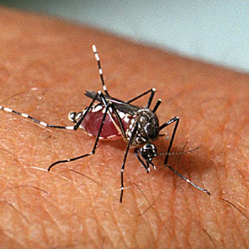 Sergipe tem SEIS municípios com alto índice de infestação pelo Aedes aegypti
