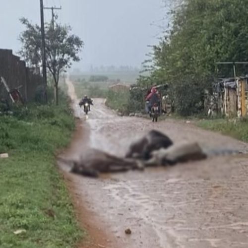 Furto de energia resulta em morte de três cavalos em Nossa Senhora da Glória